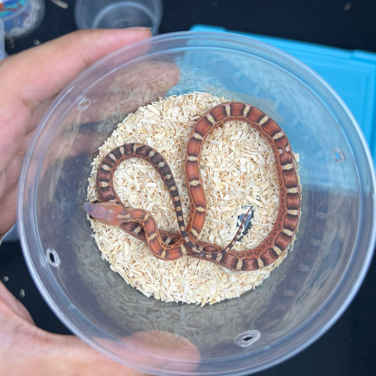 Corn Snake - Morph Normal Scaleless - Baby - Cornsnakes - Female - 02